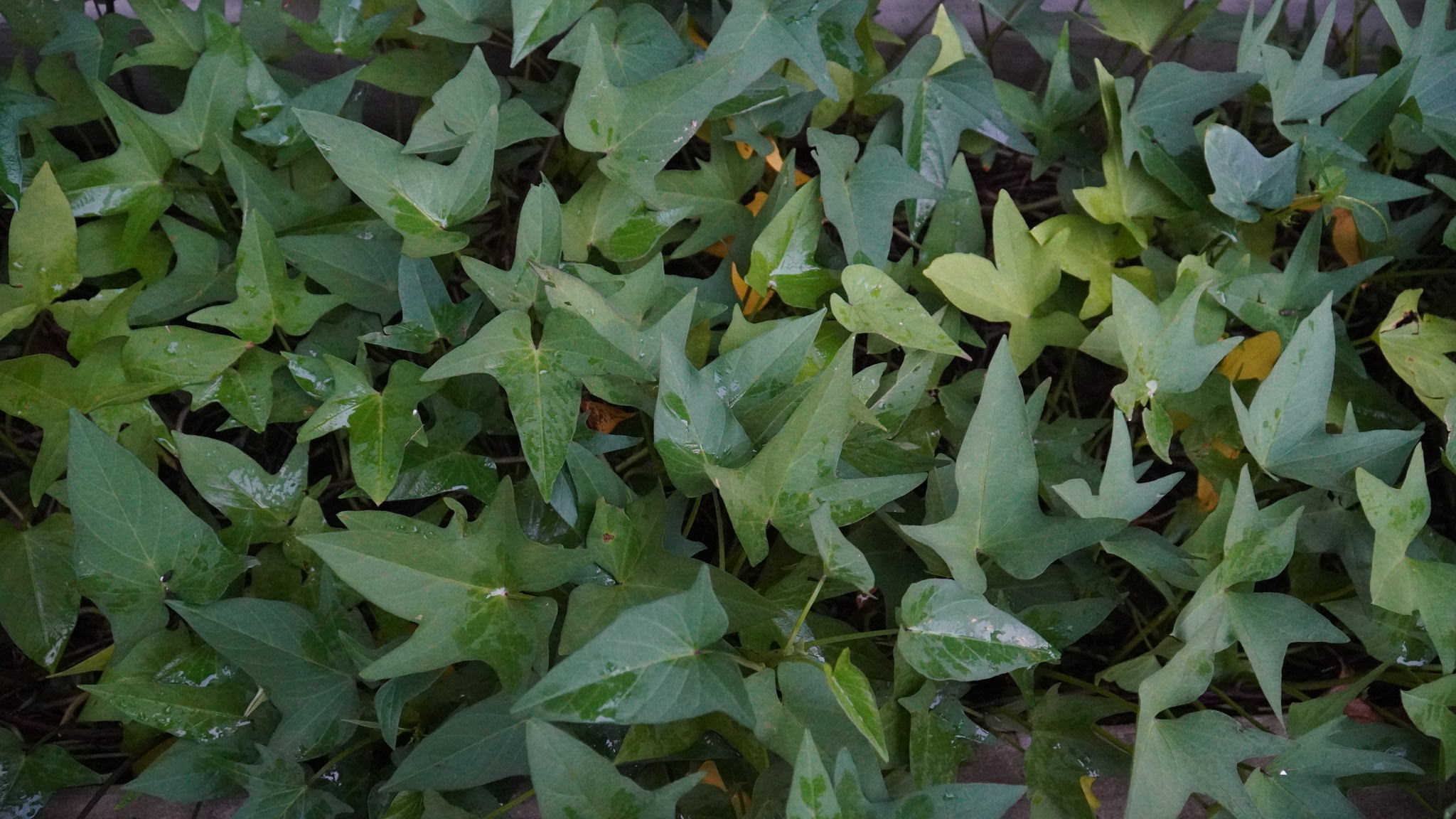 Ipomoea batatas
